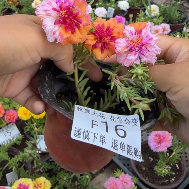 无花朵F016超小苗盆口10cm