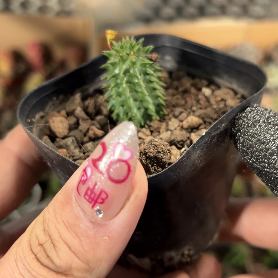 小海胆单头发货有根发货