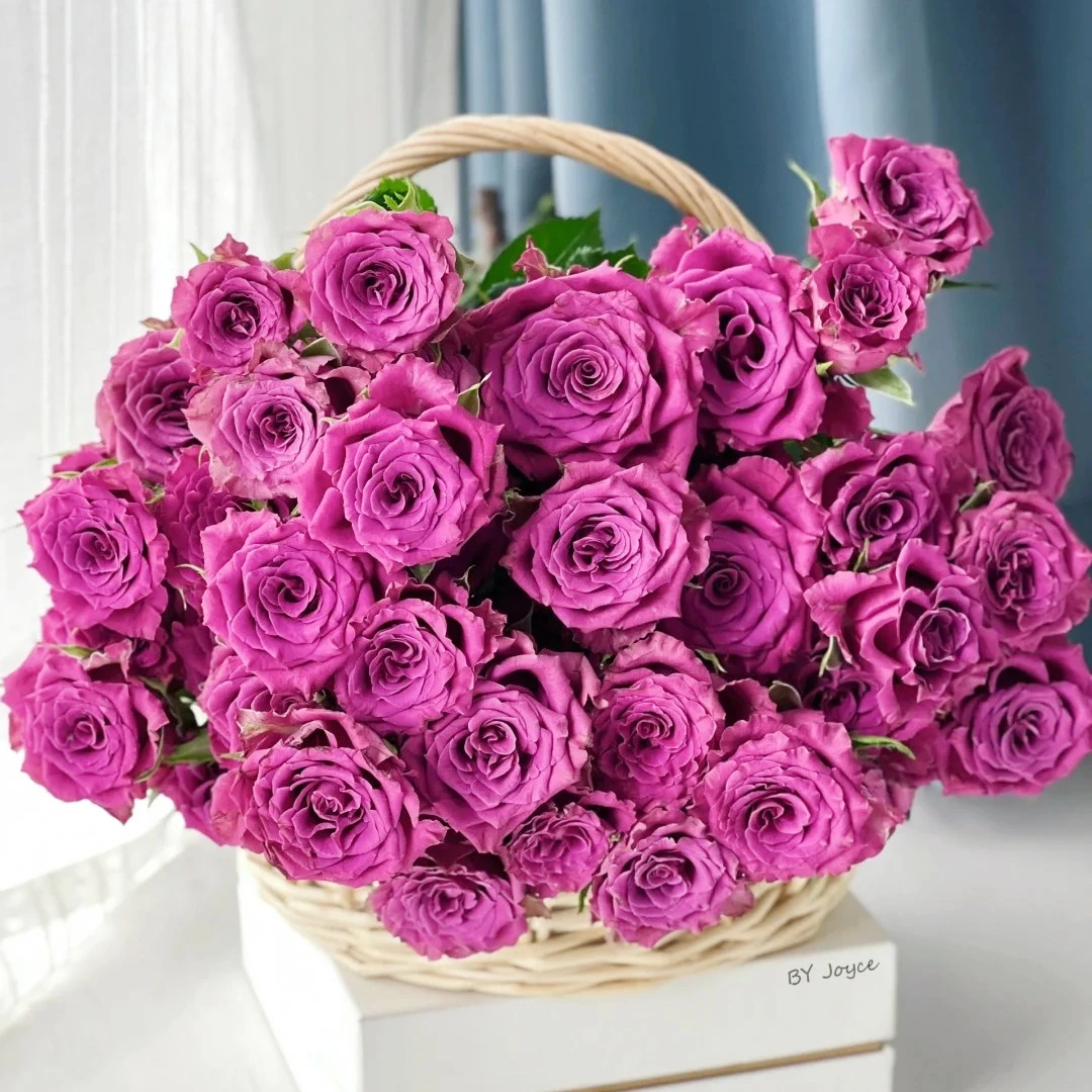 【花之物语】蓝莓多头玫瑰 包邮