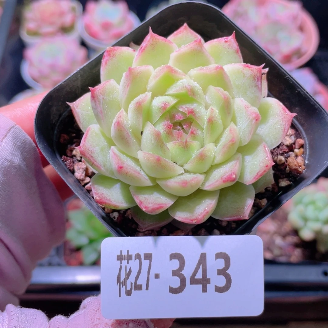 花利美27-343麦秆