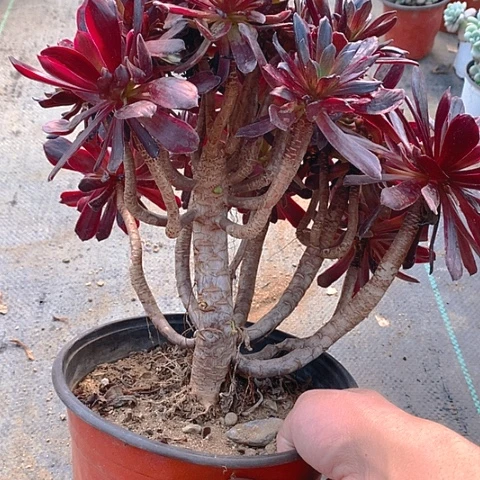 587赤霞飞多肉植物