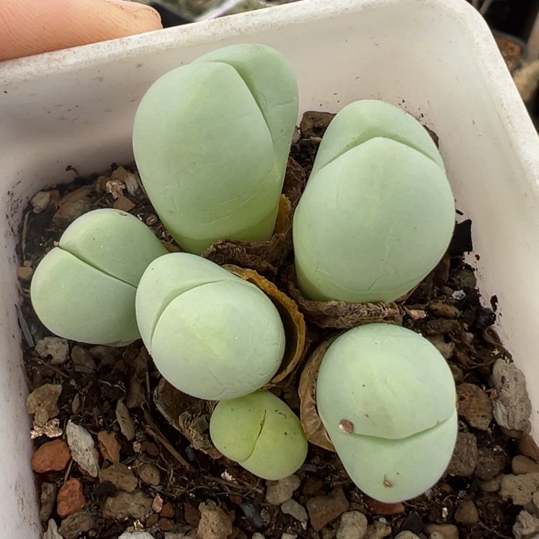 263多肉植物种类多样