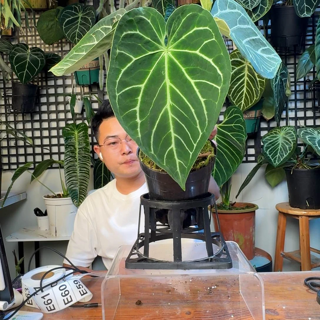无花朵卡***呸一物一拍E49