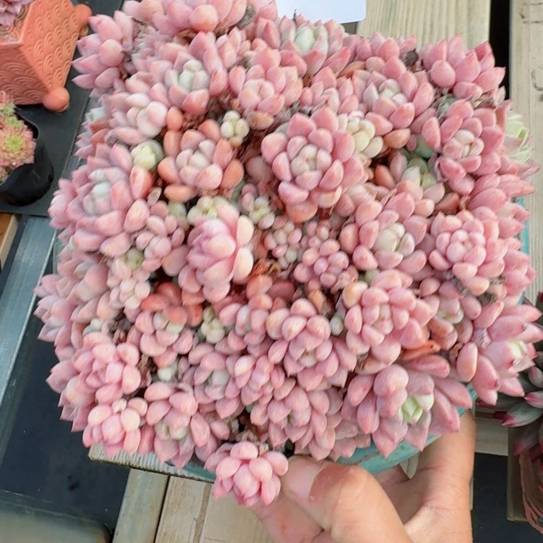 粉蔓群生      愿你一路坦途，乘风破浪展宏图