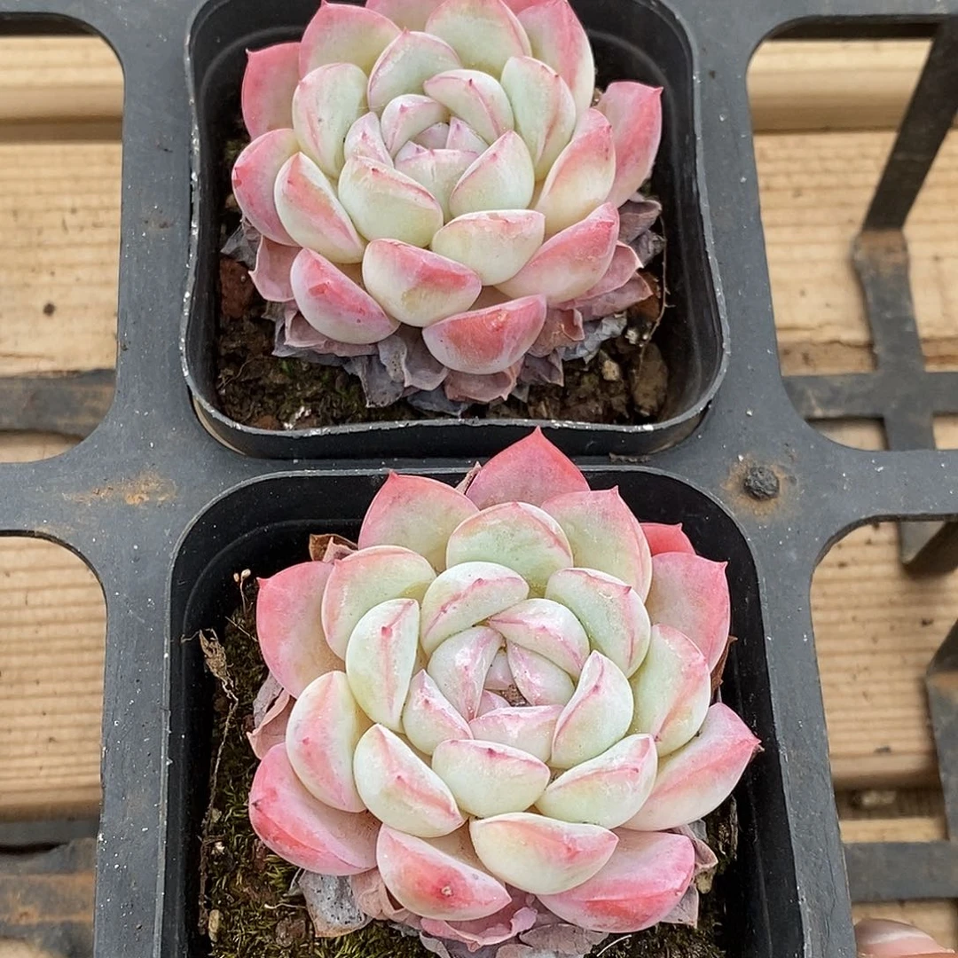 31雨荷单头，多肉植物