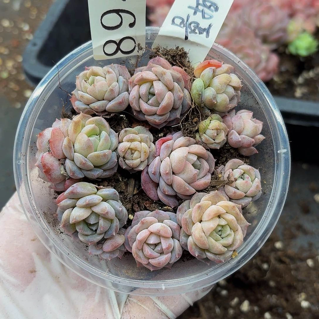 多肉植物多肉植物894量拍