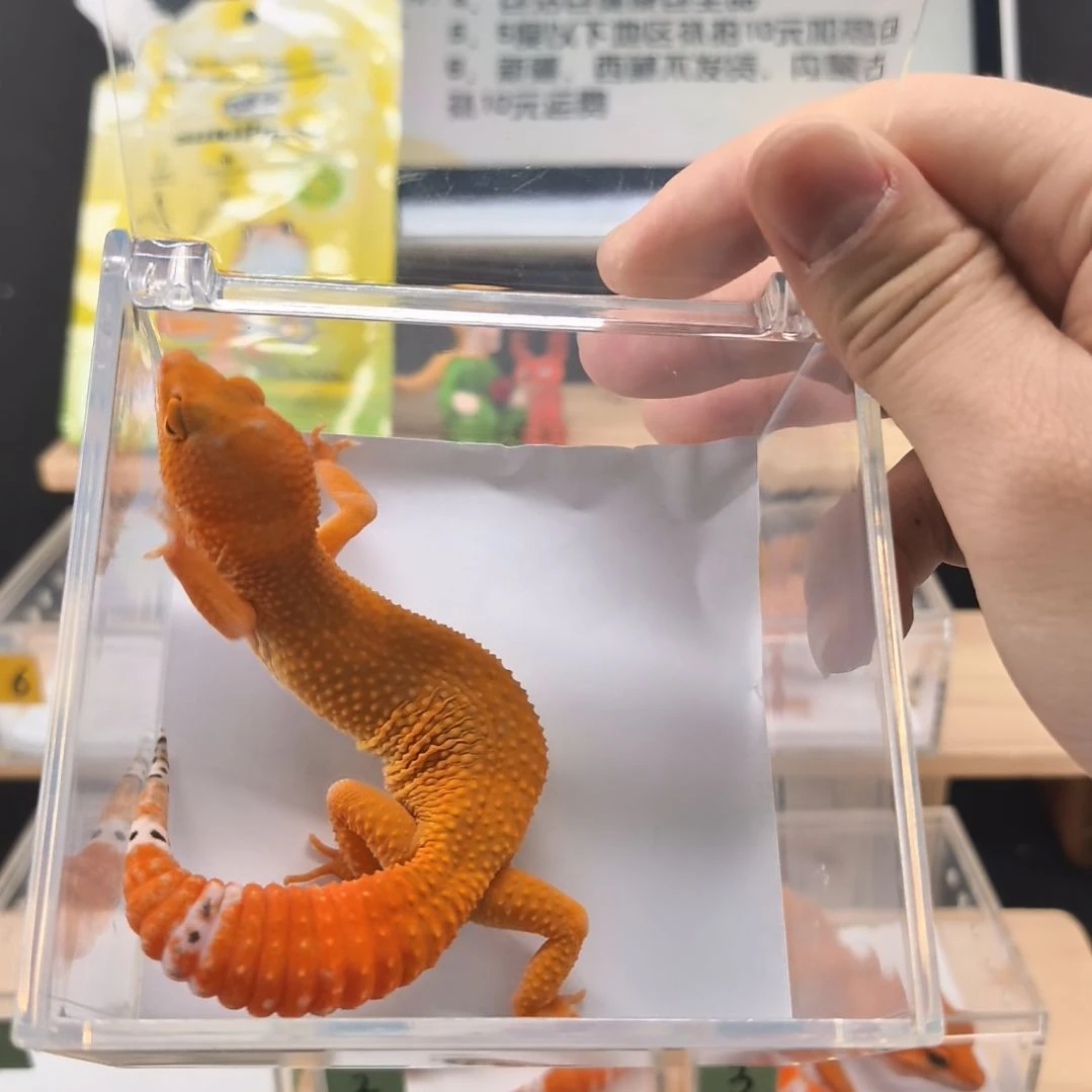 豹纹守宫蜜橘小亚成母7.28出壳体重30克