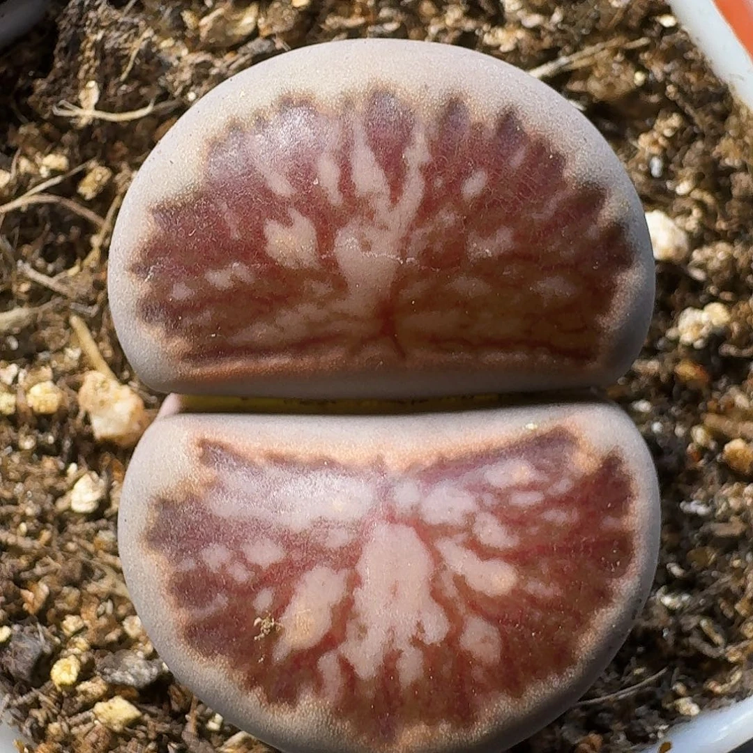 大*明生石花等1111111。  253