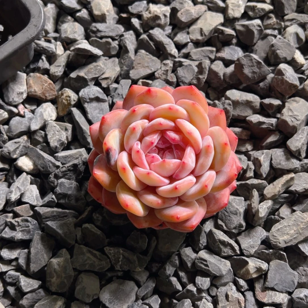 开心11111111111111