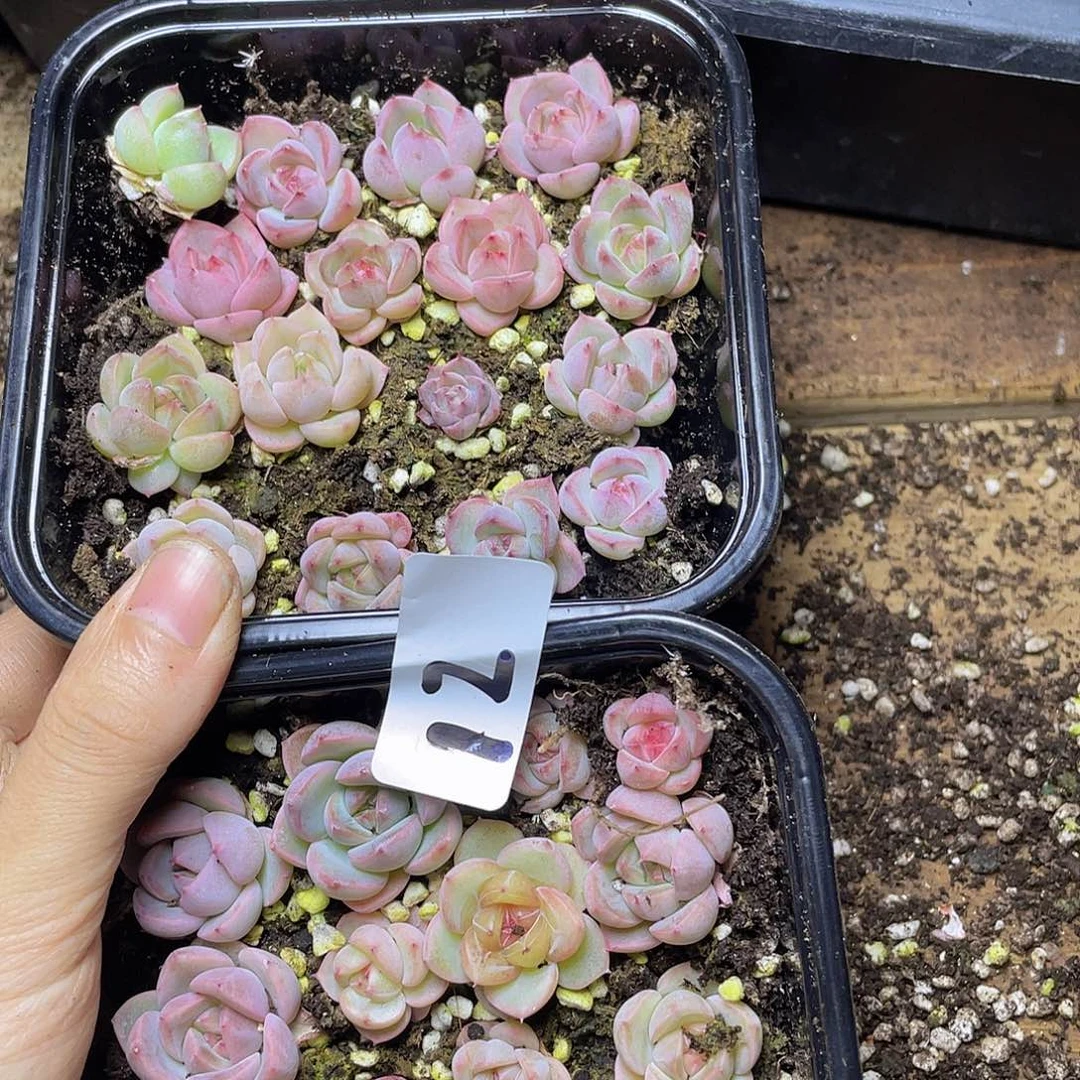 有*多肉植物多肉植物12