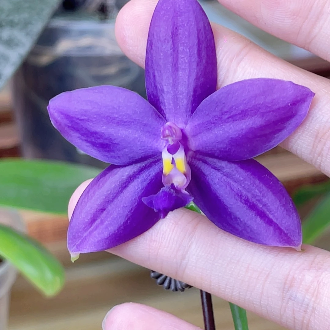 完全开放蓝彩虹-1419