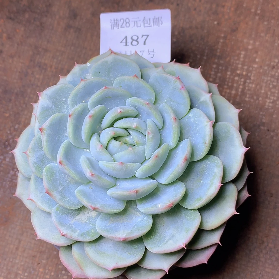 【闪购商品】云487号梦露杂9厘米
