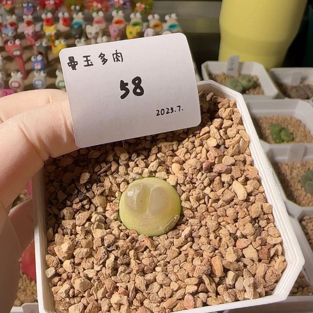 多肉多肉多肉7.25-058