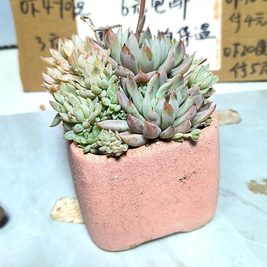 满6元包邮，#白线群