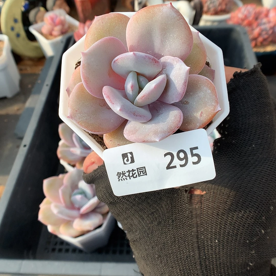 295奶茶多肉植物666