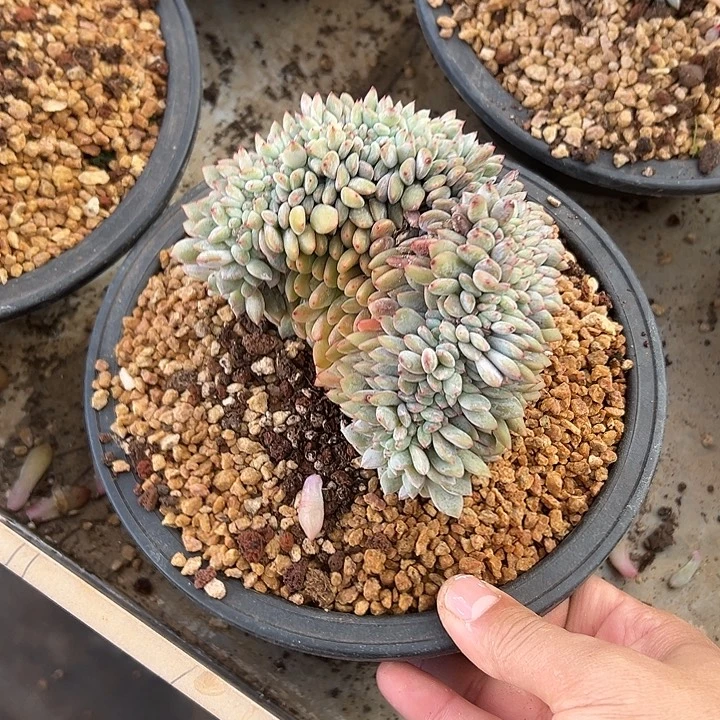 梦露群生缀化多肉