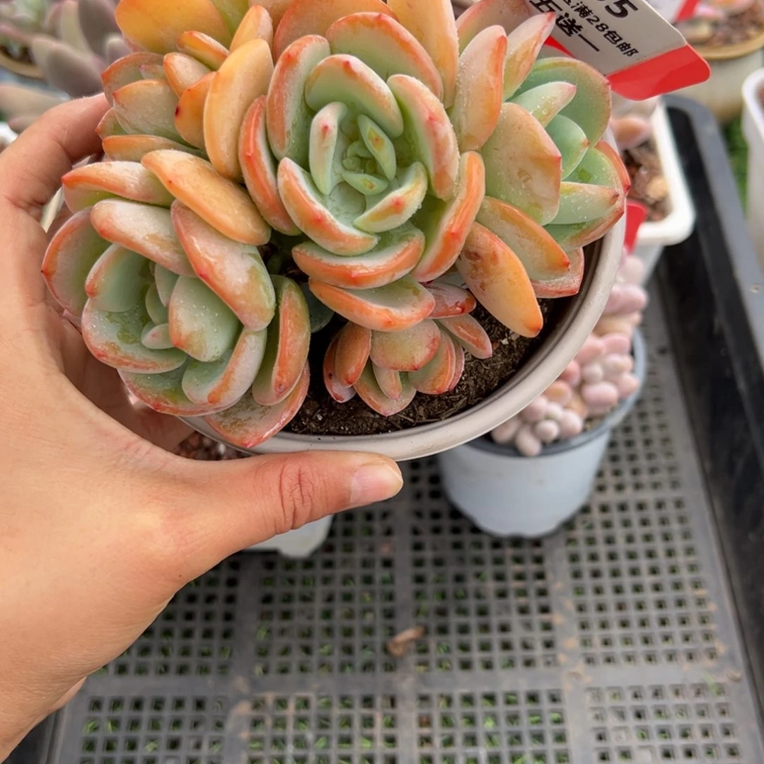 表妹精品精品多肉1035: