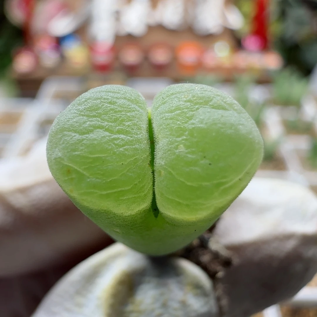 2-21-229当天满58包邮极窗风铃1.3cm多肉