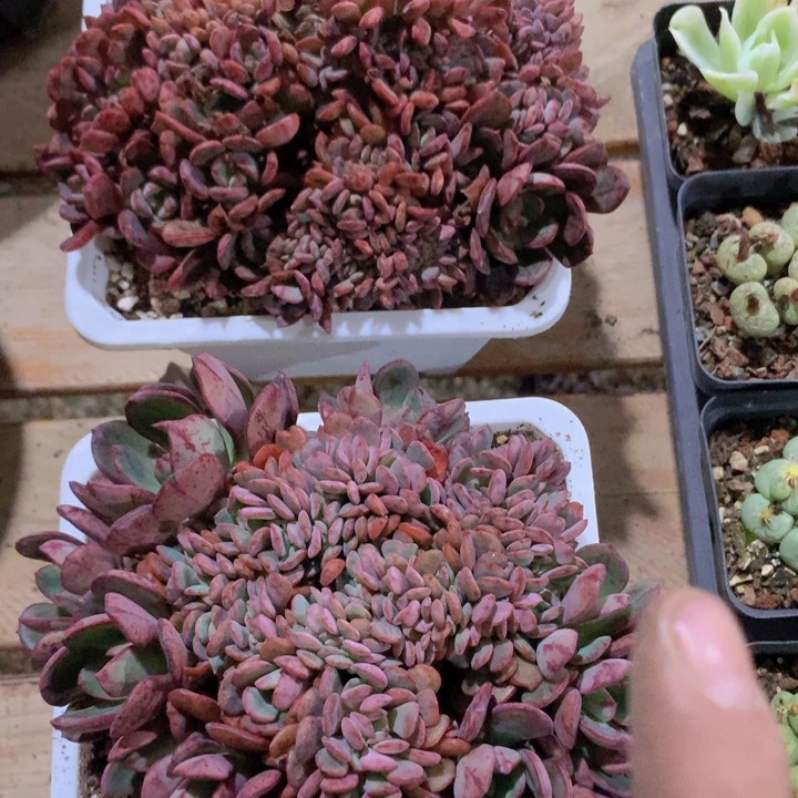 丹尼尔缀化脱土发货