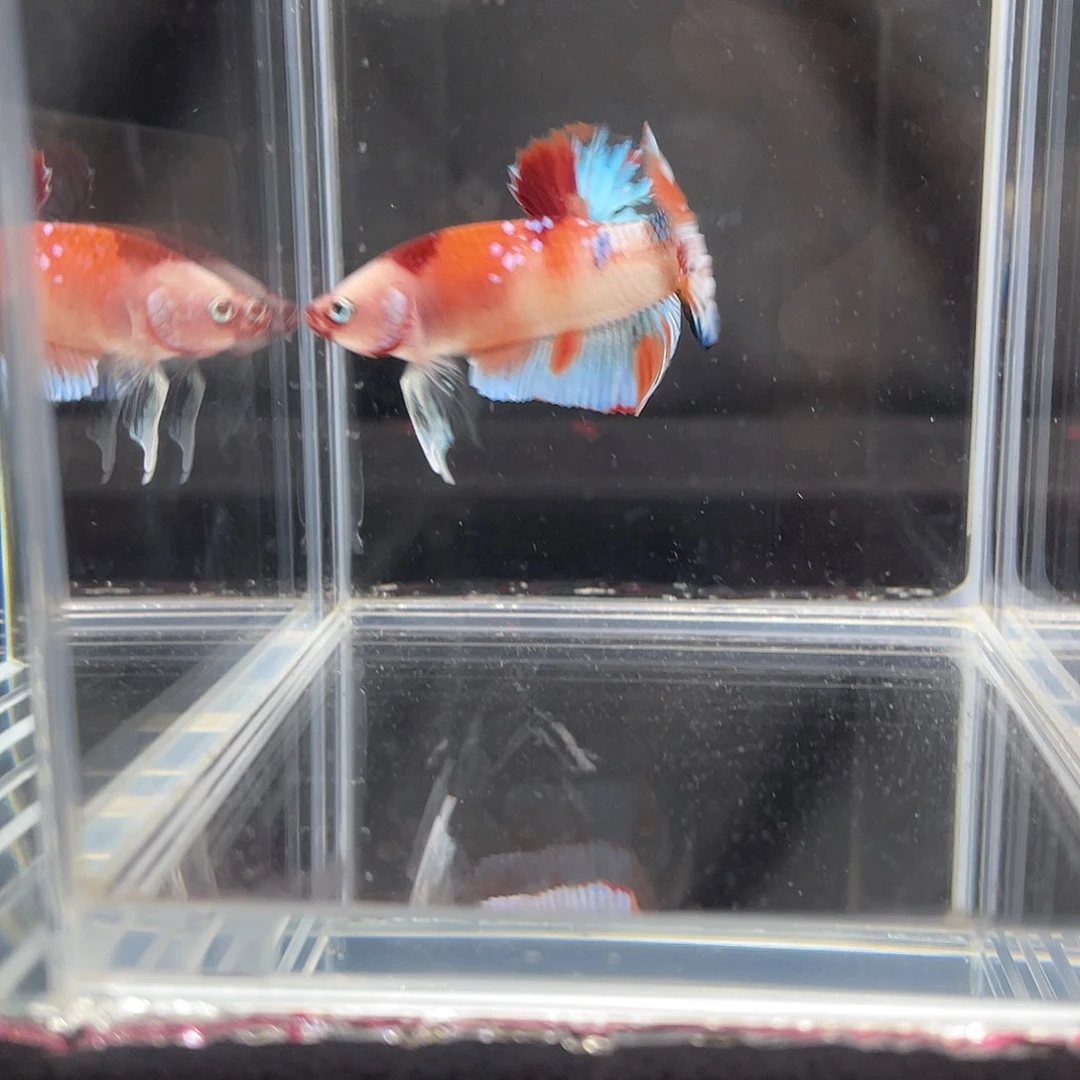 斗鱼12.7 糖果 041