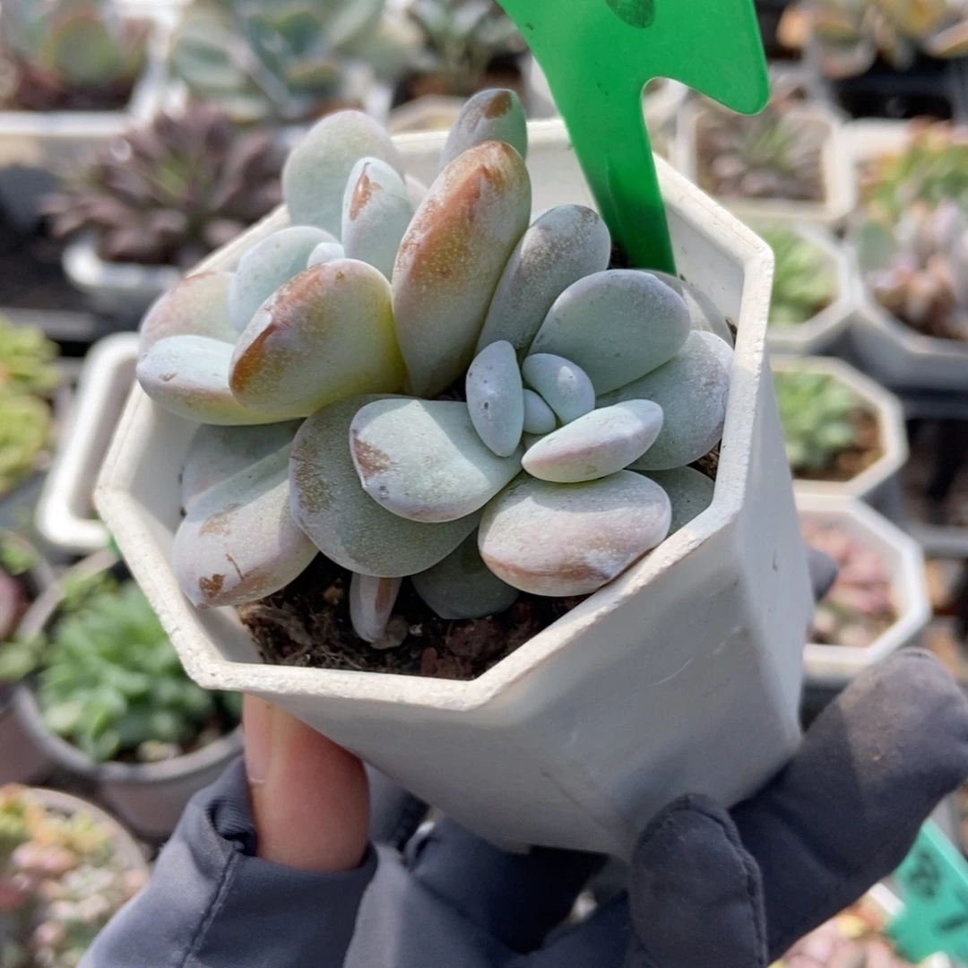 1648雪莲多肉植物多肉