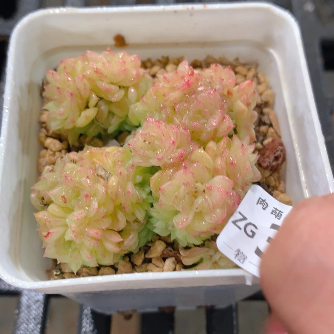肉萌萌拇指盆精控多肉ZG344