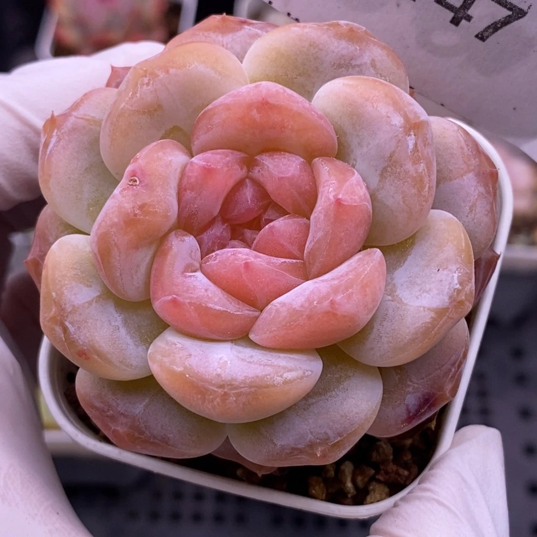 【闪购商品】14-147