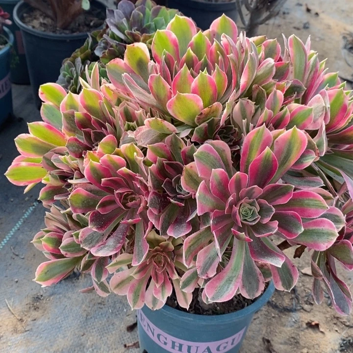 女神多肉植物2。