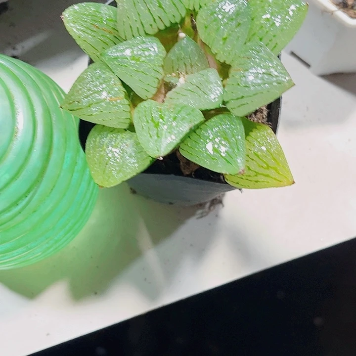 青雉姬特价福利款