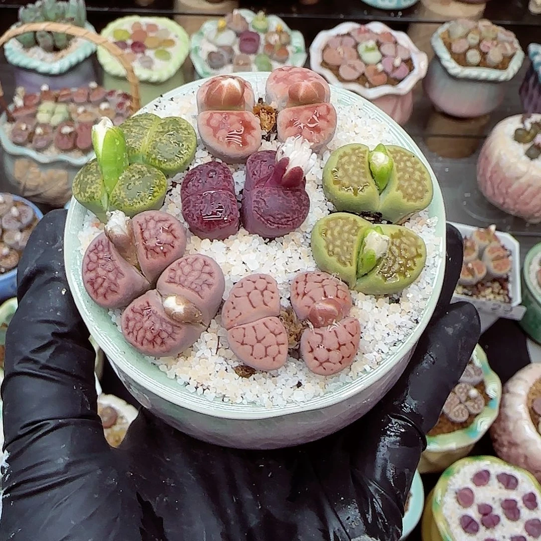 生石花满18包邮1117-65