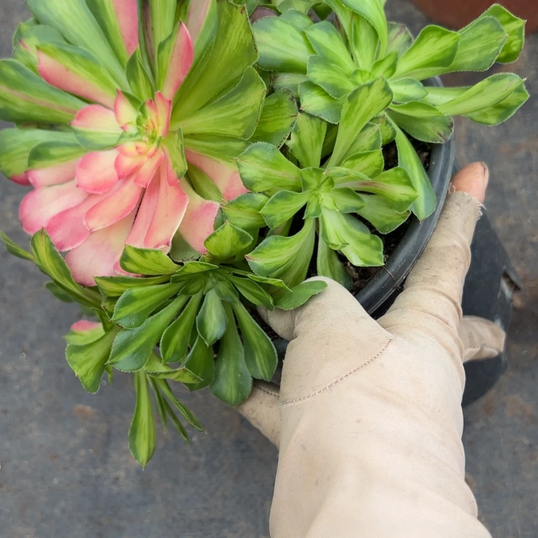 121知否多肉植物一