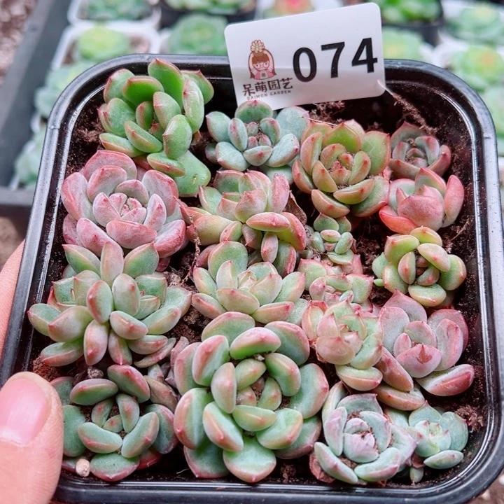 多肉植物多肉植物