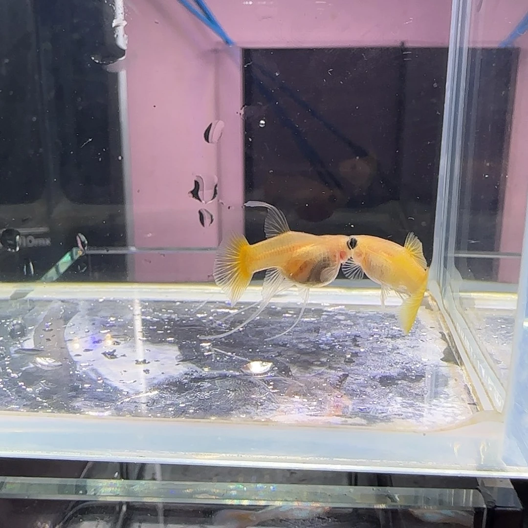 孔雀鱼短体黄金玻璃猫大c一对