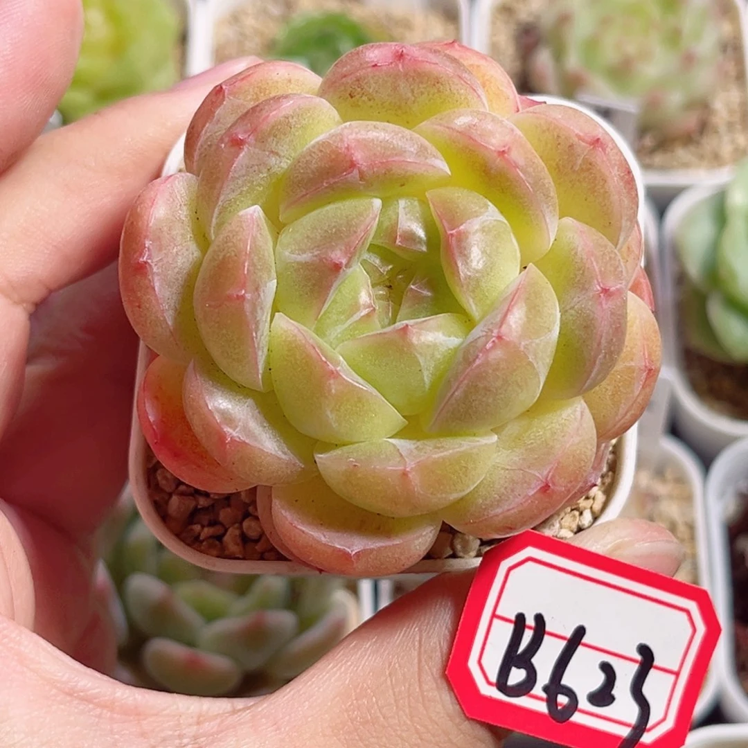 B623 一物一拍 无名珍妮