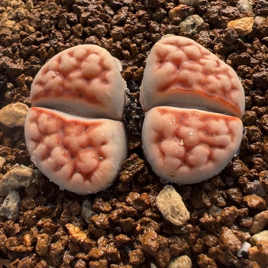 563多肉植物种类多样