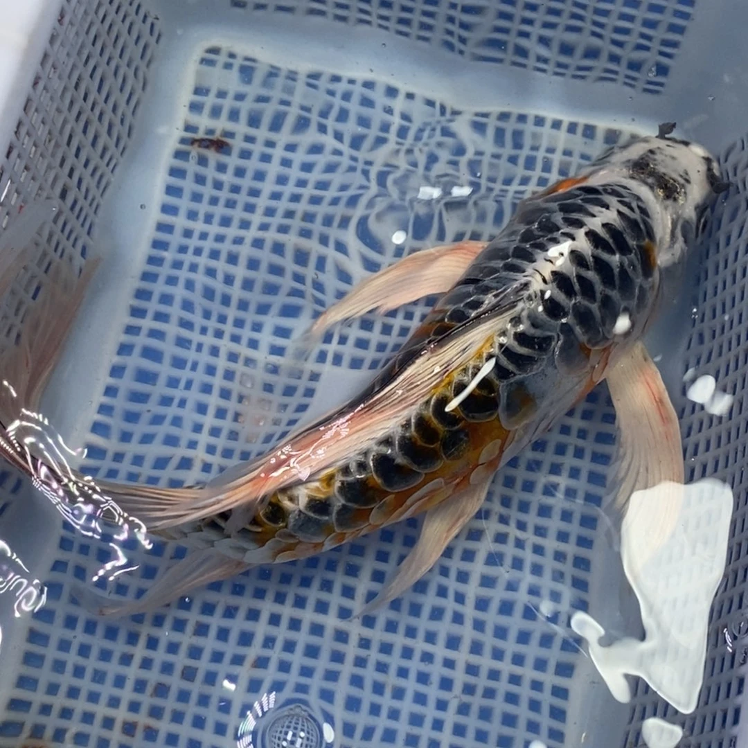 锦鲤冷水锦鲤包邮