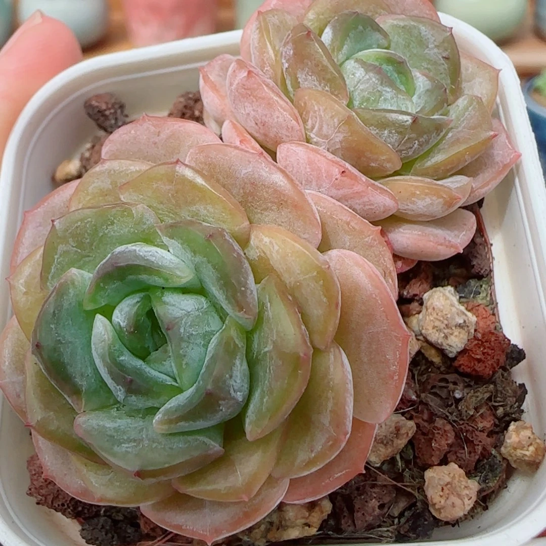 花语逸镜0927-122绒金
