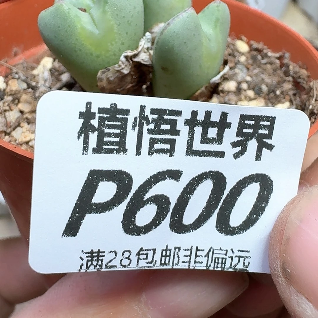 drzwdrz多肉植物的动作