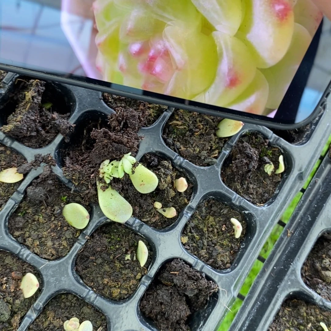 穴盘甜心202芽苗一个多肉量拍