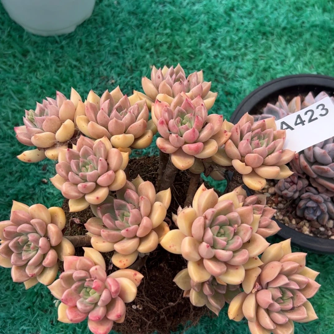 423满38元包邮一物一拍