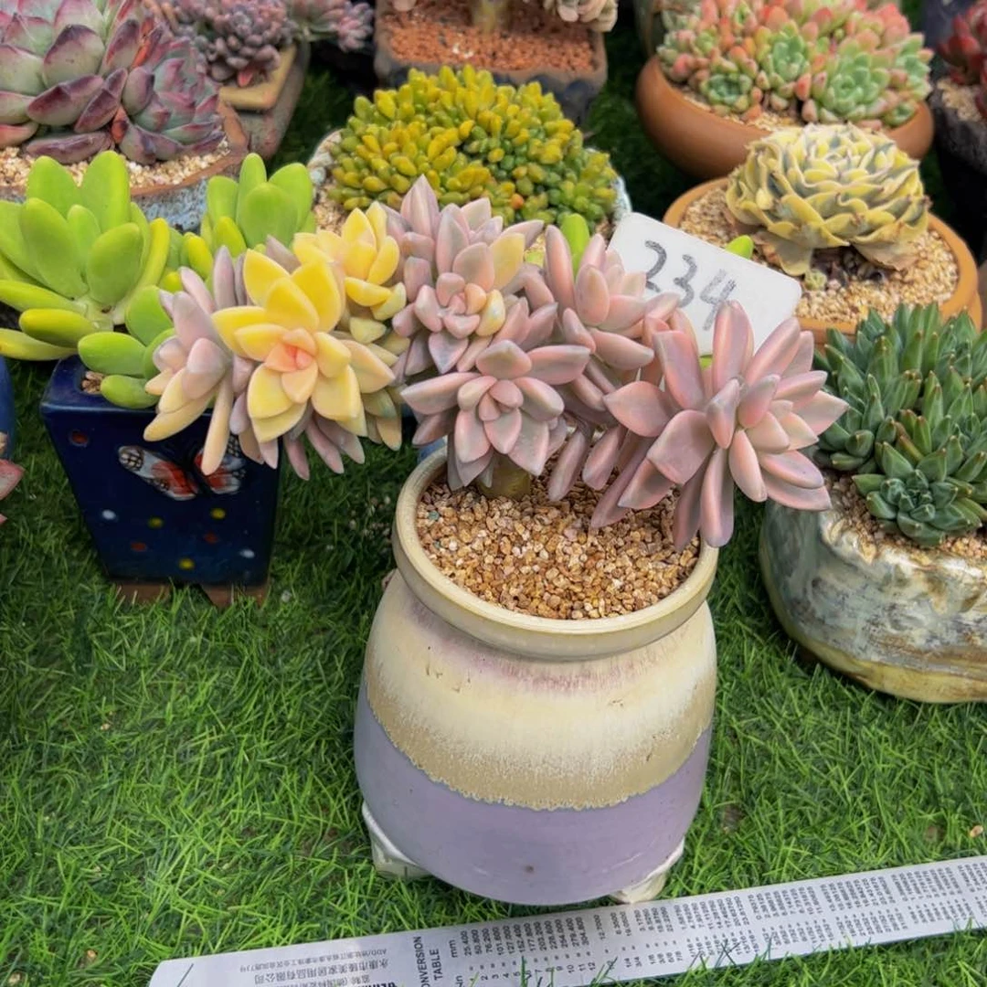 琼***淡雪锦缀多肉植物带盆