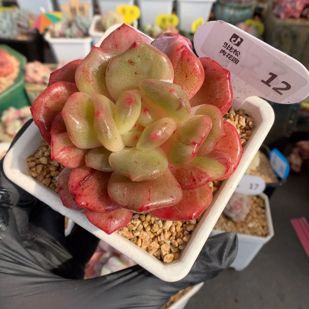 12 梦露石化多肉多肉