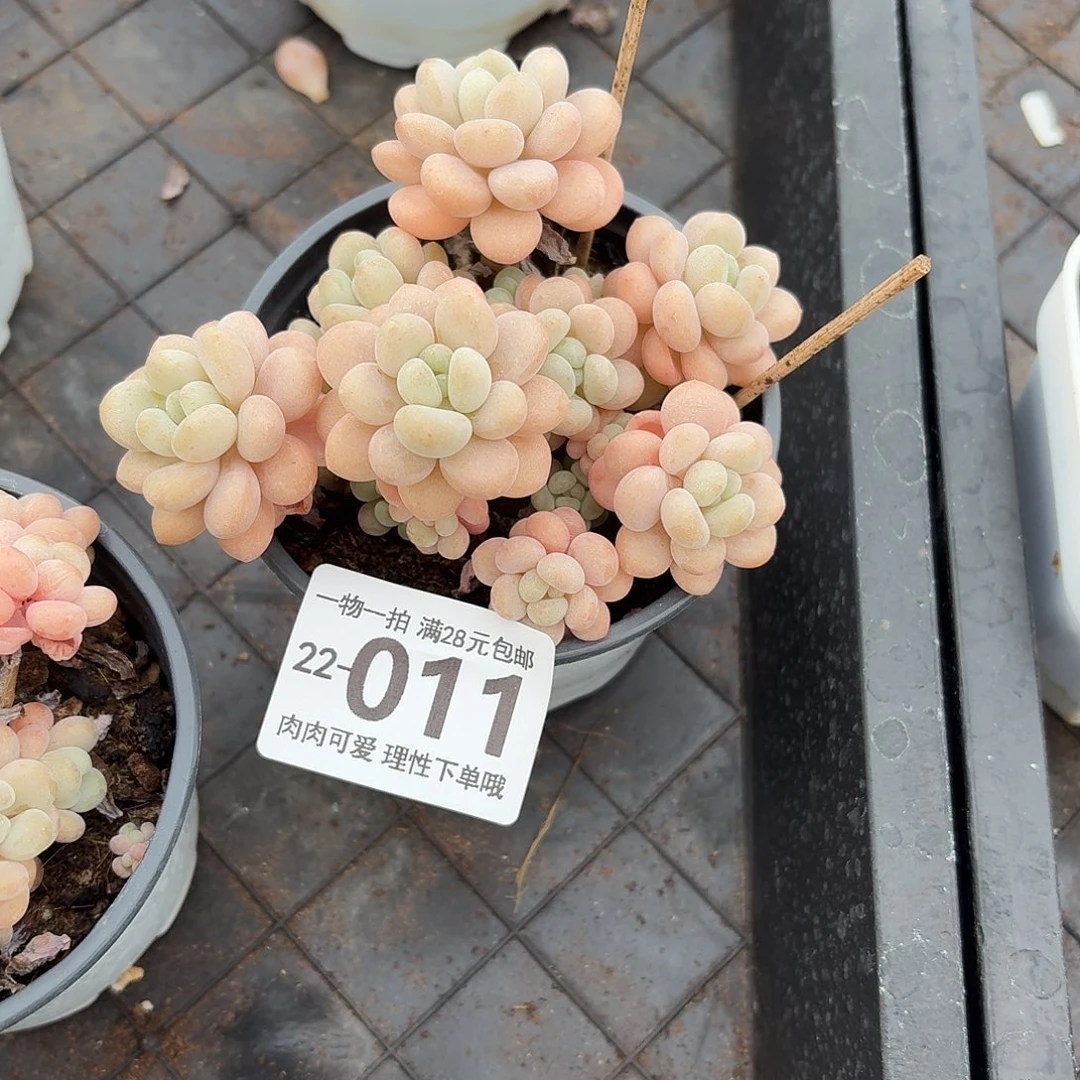 洛可可无盆土发货无