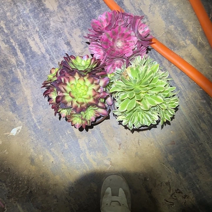 @*K多肉法师一物一拍134