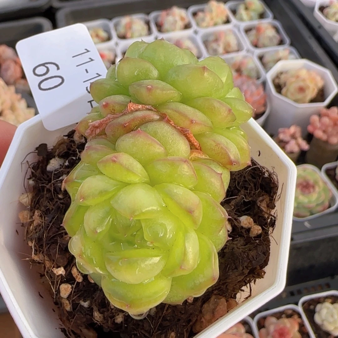 灯泡珍妮双头一颗脱土