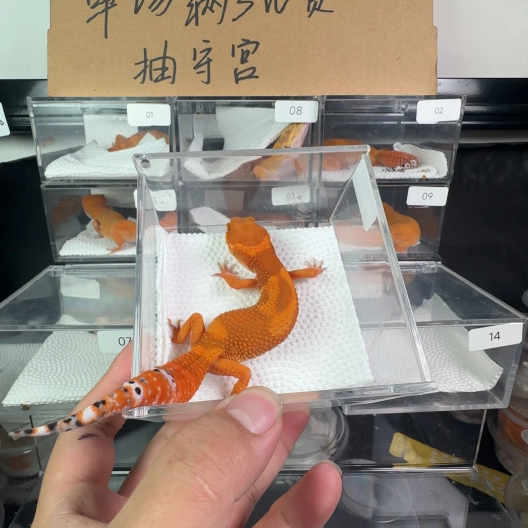 豹纹守宫血蜜橘妹妹压成体