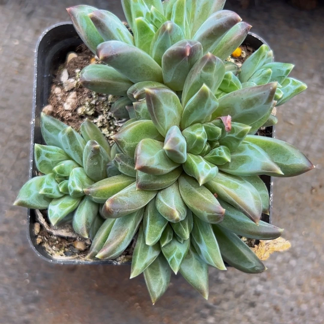 1颗美人系列多肉植物