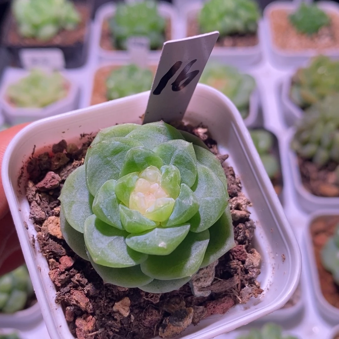 珍妮糖心，多肉植物