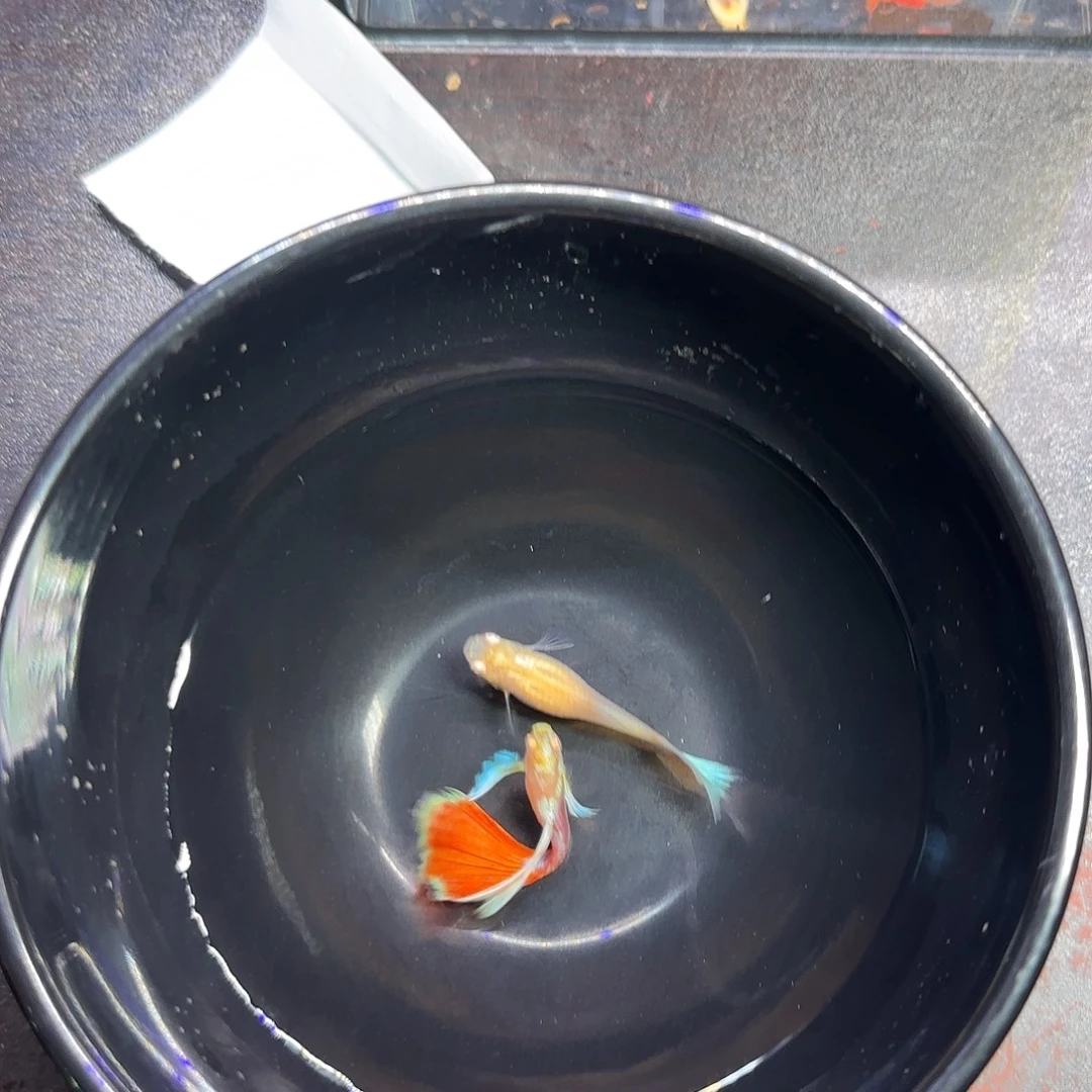 孔雀鱼火烧云飞船一对