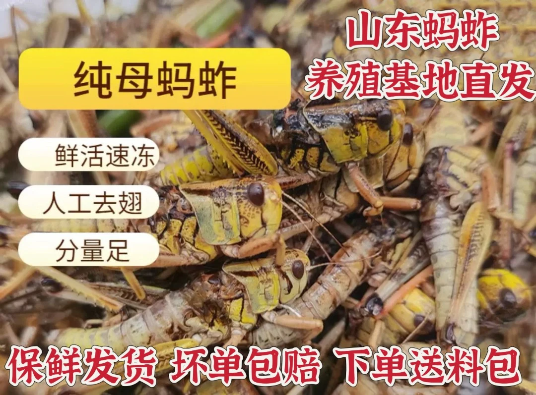山东特产优质速冻生鲜蚂蚱 新鲜带籽 东亚飞蝗 蝗虫